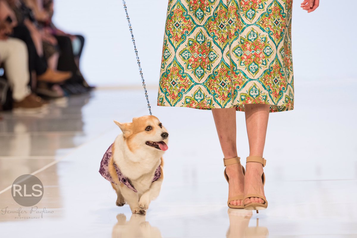 RLSmodelsphotog's tweet photo. @SneakersCorgi LA fashion week @RLSmodelsphotog @ArtHeartFashion @AnthonyRubio01 #dogs_of_instagram #dogsontherunway #FashionWeek https://t.co/xXehfOtyiv