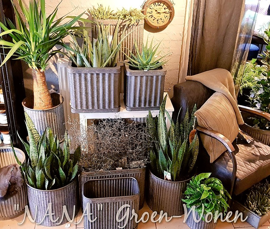 Is 't niet gaaf!?! 😀 #stoer #industrieel #sober #zink #styling #groeneplanten #trendy #interieur <a href="/Nanagroenwonen/">NANA Groen - Wonen</a>