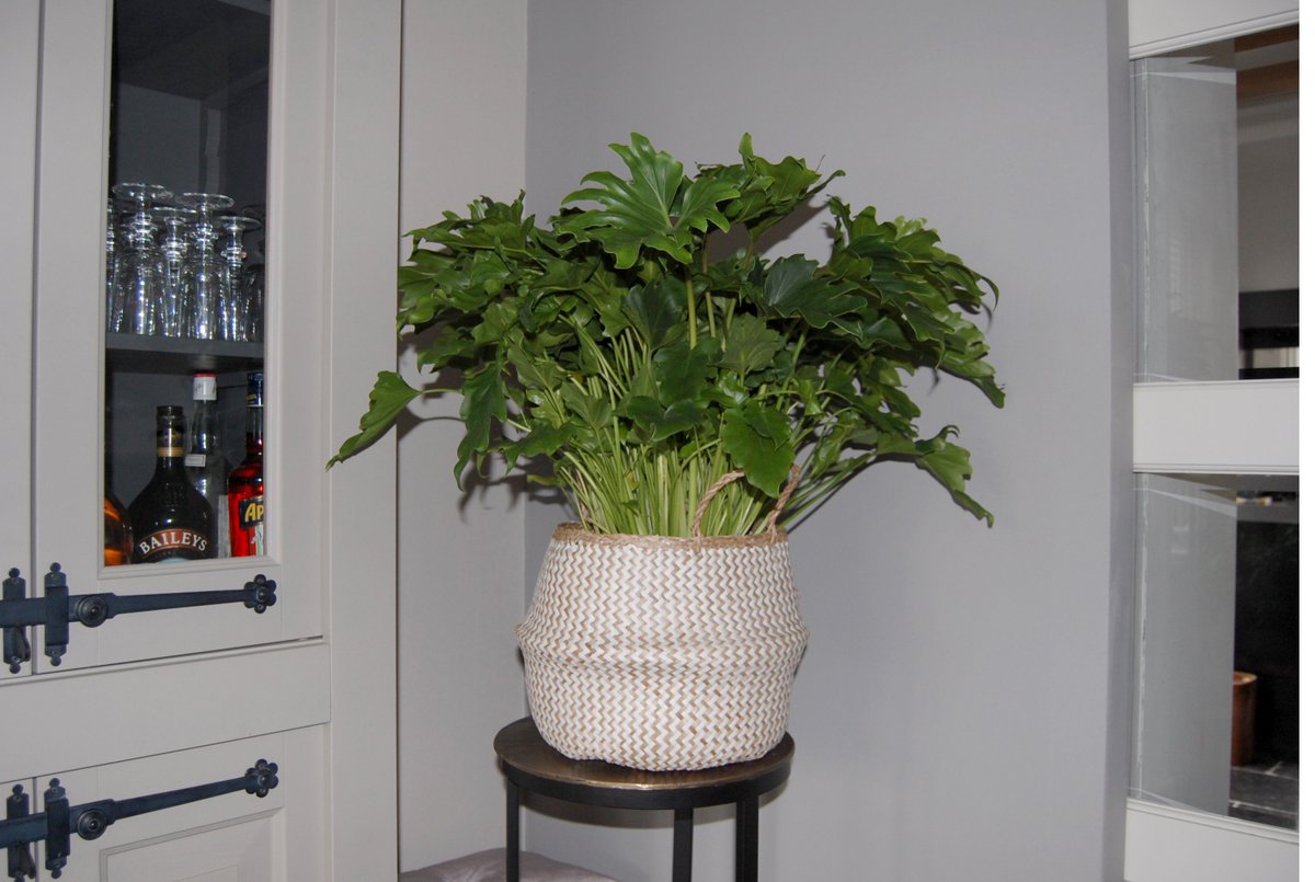 JHeijnenPotpl's tweet photo. Trotse finalist #DutchTulipAward 2017 met de Philodendron Little Hope. #Heijnenpotplanten #GroeneKamerplant https://t.co/2Sv9ydG14f