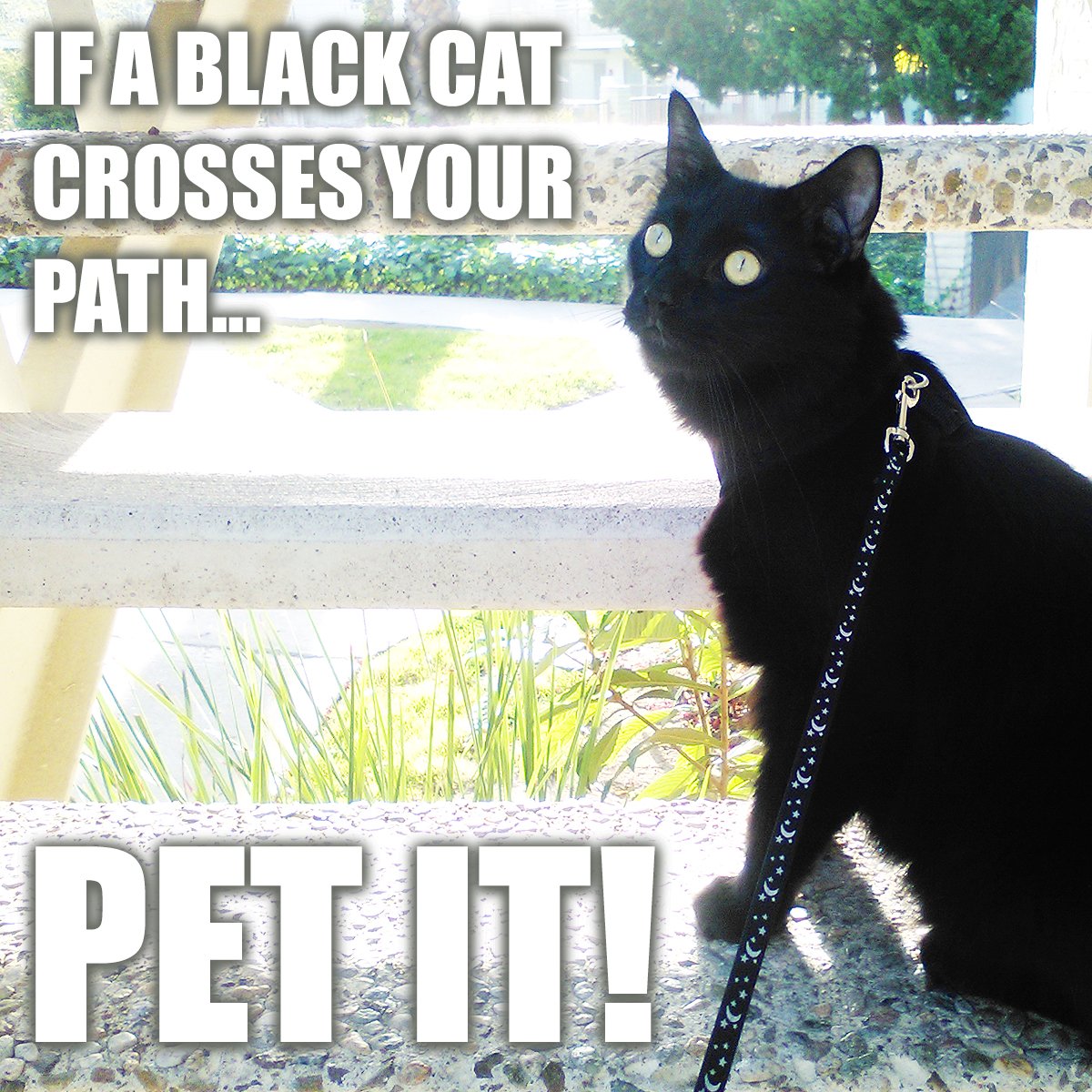 ColeTheBlackCat's tweet photo. Good advice ;) 👍
#FridayThe13th #BlackCatsAreGoodLuck https://t.co/xdhu7Wsgfq