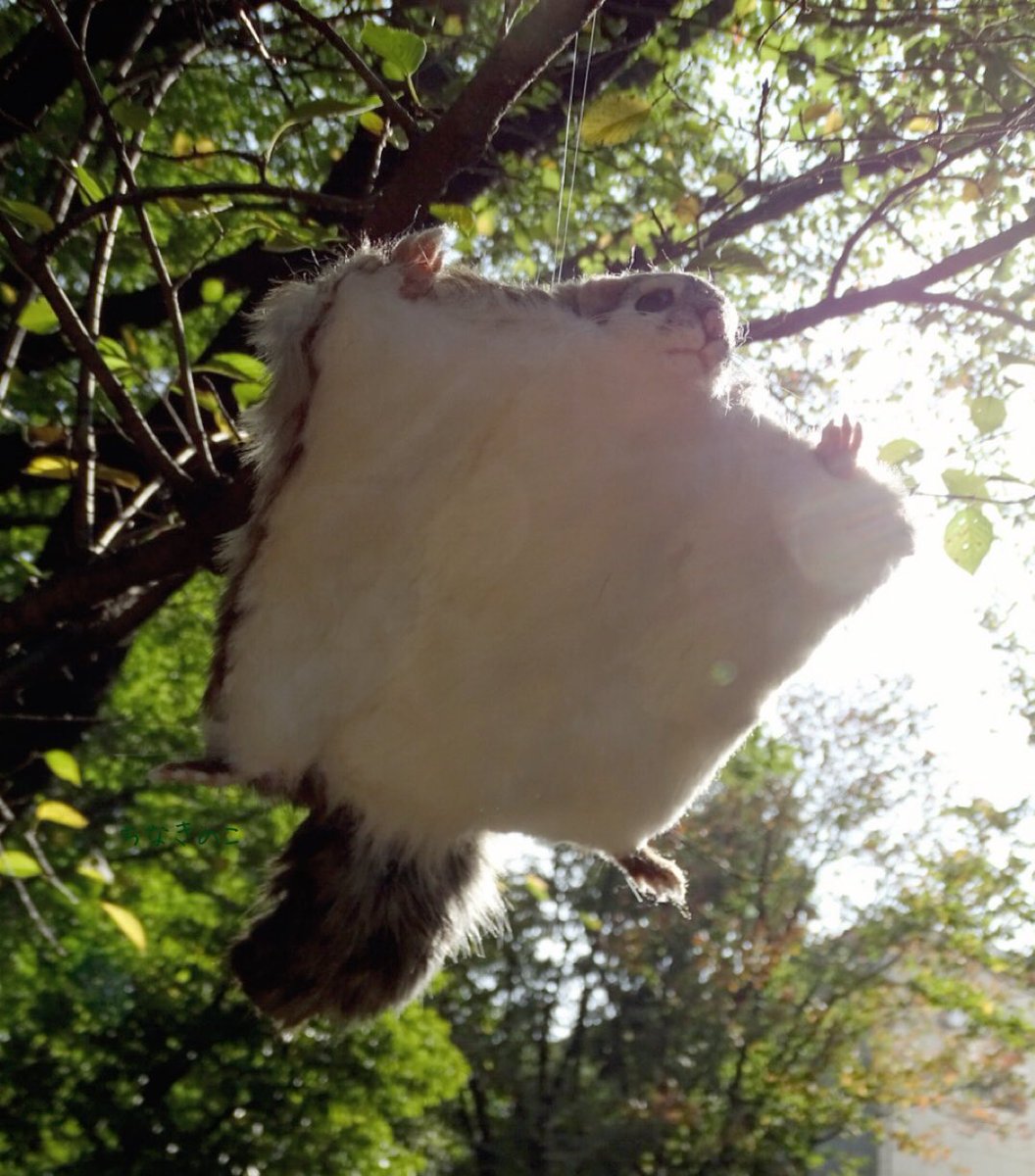 ちなきのこ 飛びモモンガ 森の中を自由自在に滑空するニホンモモンガを 本物と同じくらいの大きさになるように作りました 背中に糸を通せるようにしてあるので 吊るして飾ることができます 羊毛フェルト フェイクファー ニホンモモンガ