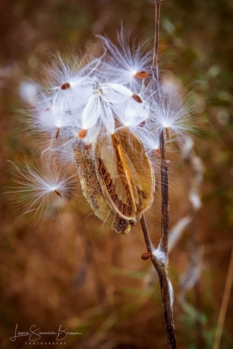 laurabraun1774's tweet photo. In Seed Time & Harvest #makearteveryday #flickrfriday #beautifulgeometry #sleepyhollowstatepark #whatiloveaboutfall #puremichigan https://t.co/GJFFLtNL96