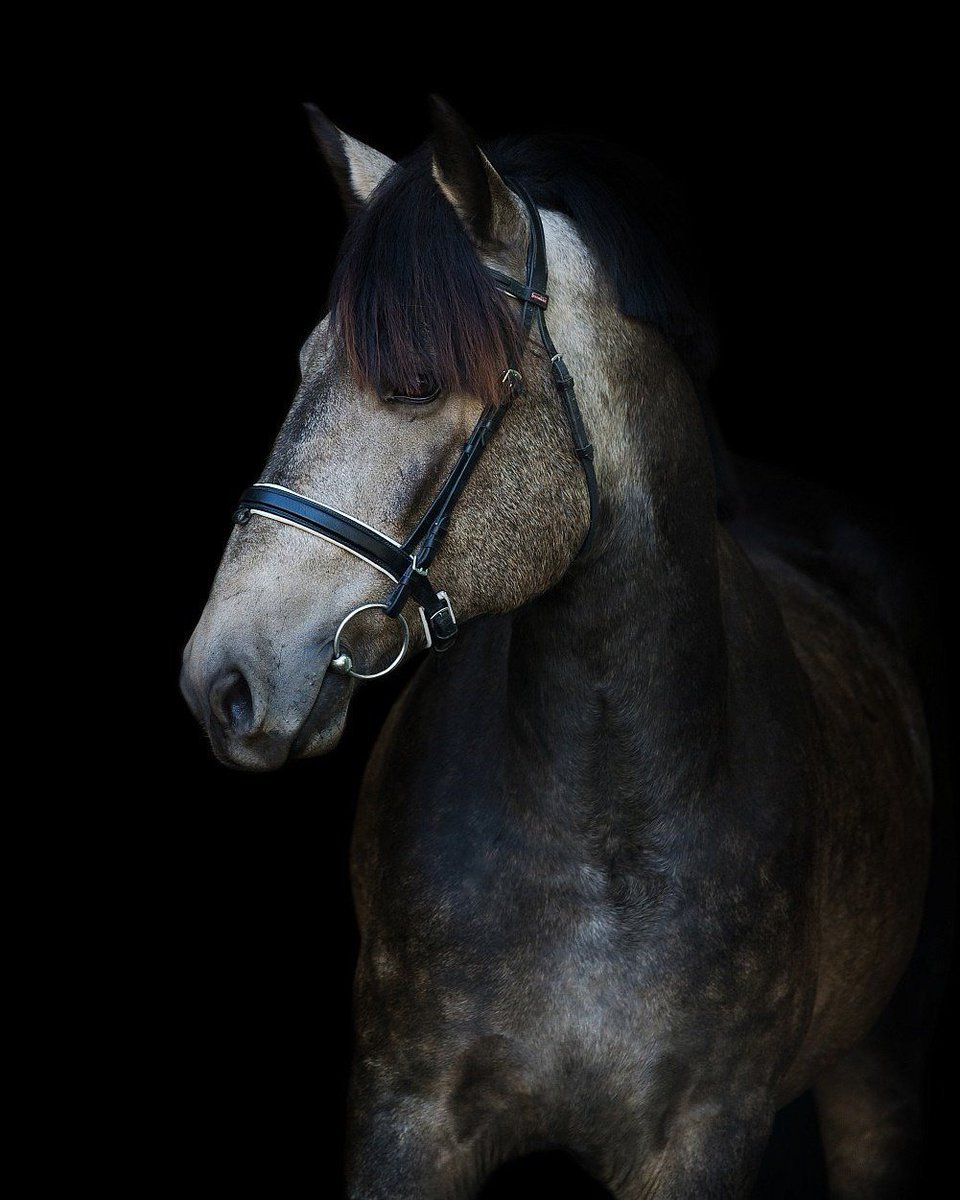 Horsesales.lt (horsesales_lt) Twitter