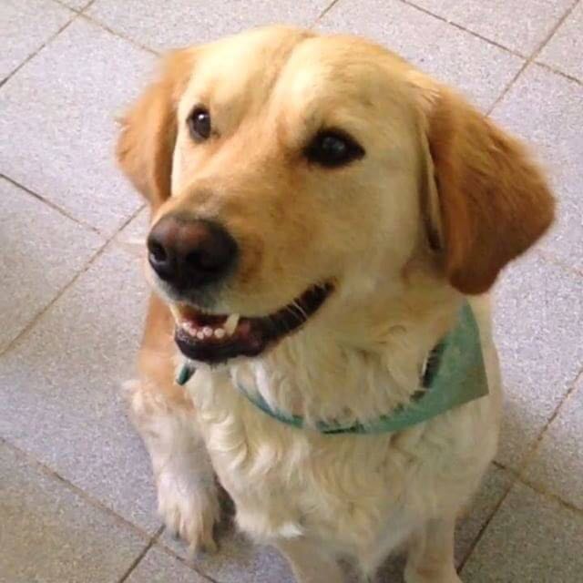 primeracoquimbo's tweet photo. #DeBusca #Perdida Dakota, En la cantera No lleva collar puesto, es mezcla de labrador con golden, llamar a 985823133 985173072 974713930 #RT https://t.co/CD5Sg9iHSs