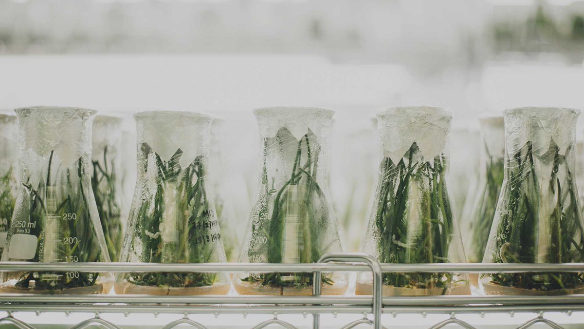wydden_'s tweet photo. 🌽 Comment nourrir 9 milliards d’humains en 2050 ? InVivo parie sur les startups ! #Foodtech #Startup https://t.co/oeCA3rTw3H https://t.co/7UhRJmPzL8