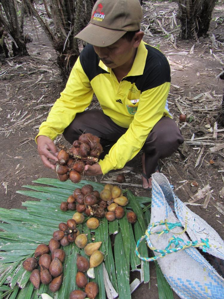 JavaFresh_Fruit's tweet image. Let's not forget to thank all the farmers for their amazing work 🙏 Thank you for feeding the world, thank you for your generosity 🌏 #NationalFarmersDay #ThankAFarmer