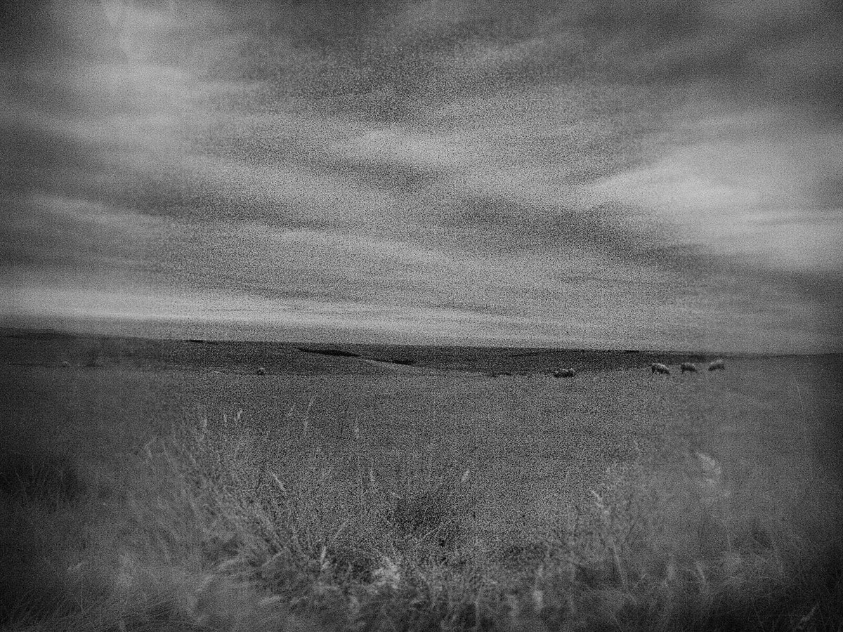 YAARP_Orkney's tweet photo. Stills from #Yesnaby #landscape #timelapse (9 weeks) . 6.30am &amp; 8.15pm . Survey Field . September 2017 . sheep / rabbits #Orkney https://t.co/4fYyqYjVKa