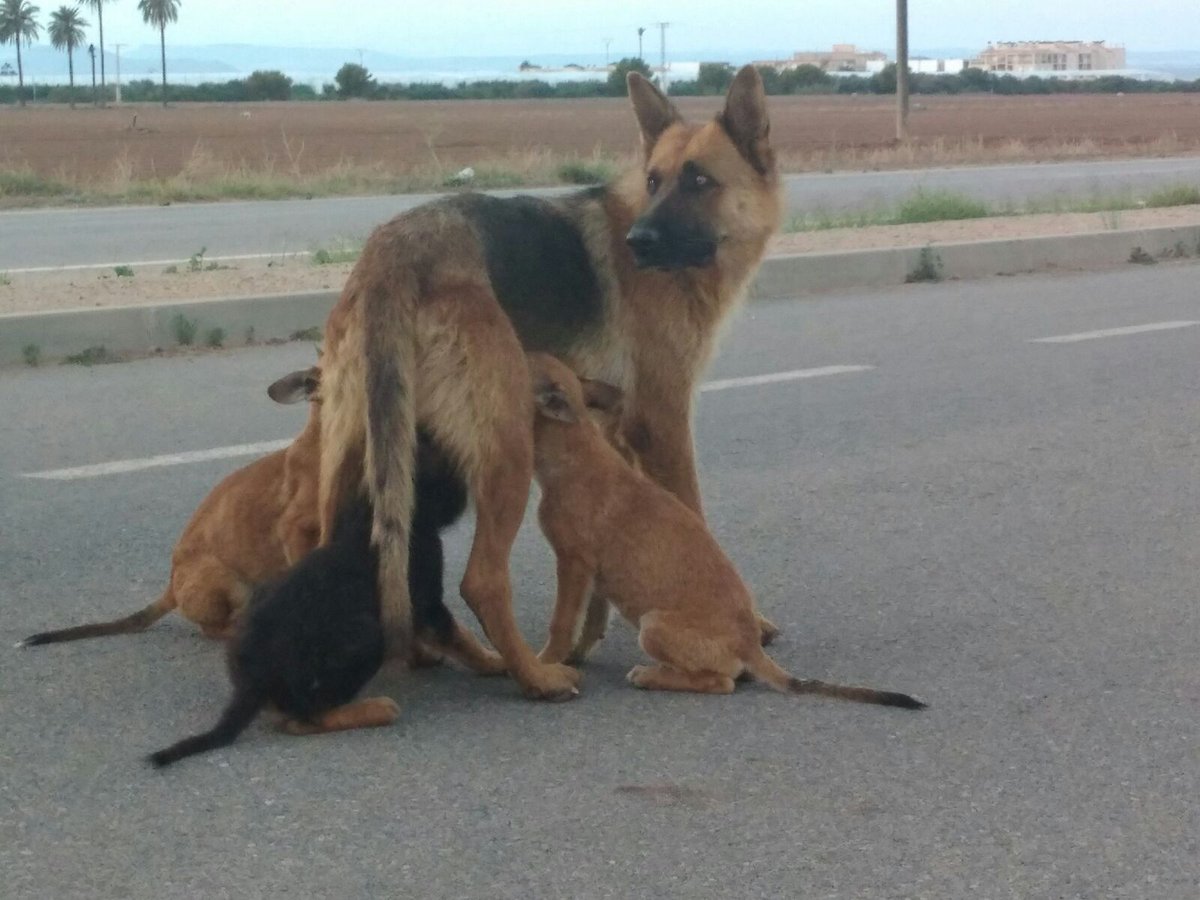 Susse_Sus's tweet photo. 🆘🆘🆘 URGE #ACOGIDA O #ADOPCIÓN. VIVEN EN EL CAMPO JUNTO A LA CARRETERA. CORREN PELIGRO DE MORIR ATROPELLADOS. MURCIA. Info 650486040. Pls #RT https://t.co/DboVI2El9e
