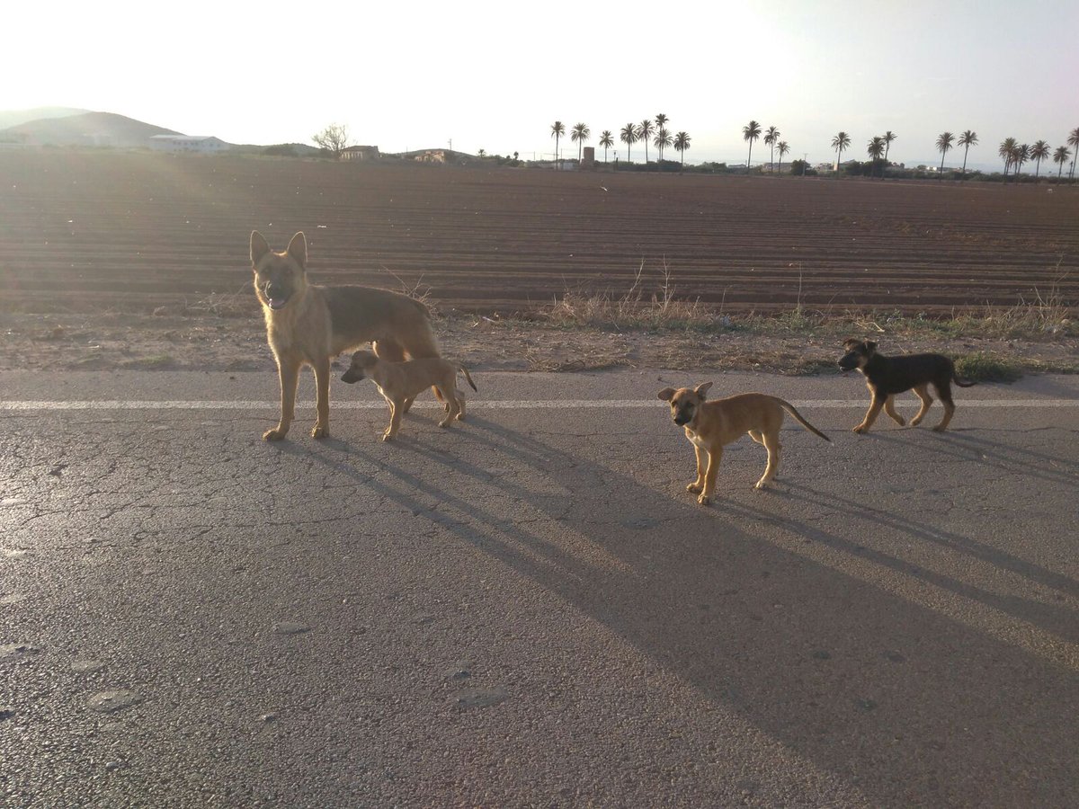 Susse_Sus's tweet photo. 🆘🆘🆘 URGE #ACOGIDA O #ADOPCIÓN. VIVEN EN EL CAMPO JUNTO A LA CARRETERA. CORREN PELIGRO DE MORIR ATROPELLADOS. MURCIA. Info 650486040. Pls #RT https://t.co/DboVI2El9e