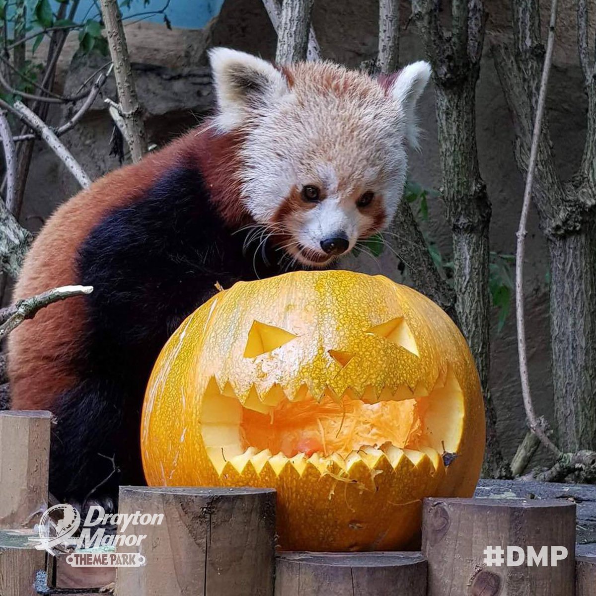 DraytonManor's tweet photo. FREEBIE FRIDAY 13TH! For your chance to WIN a Halloween Stay &amp; Play for a family of 4, LIKE &amp; RT! T&amp;Cs apply https://t.co/2pwH0Cnzfq https://t.co/LKzDNwKjrs