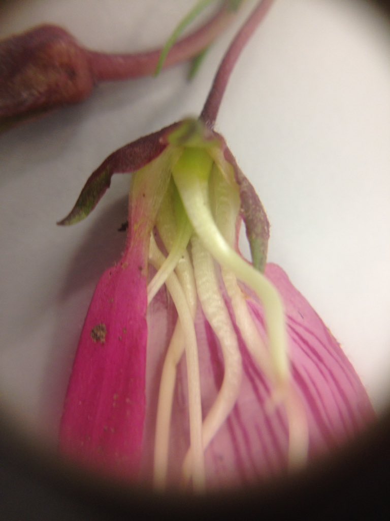 wildpoaceae's tweet photo. @BSBI Dissecting and drawing #flowers yesterday to learn about #plantanatomy and #plantmorphology #MScPlantDiv #FunAtWork https://t.co/EvIVBPlhp6