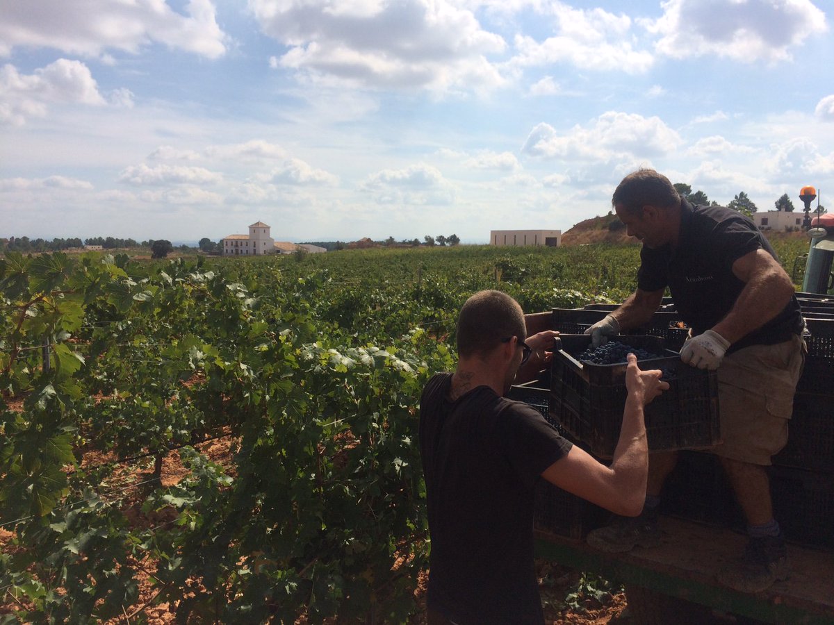 aranleonbodega's tweet photo. Últimos días de vendimia en @aranleonbodega, la variedad #bobal es la más tardía para elaborar nuestro vino #Solotinto https://t.co/ko3LdbNr9m