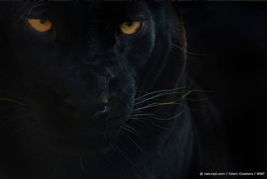 Brengt het zien van een zwarte kat ongeluk? Wij worden er juist heel blij van. Zeker als 'ie zo mooi is! 😍 #vrijdagde13e