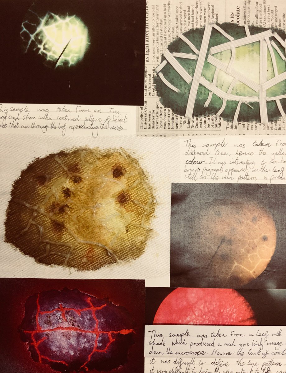 NewHall3Ddesign's tweet photo. Henry’s experiments looking at cells. Perfect for #BiologyWeek It will be interesting to see how these develop into a #3D installation #BSiL https://t.co/YoNovVPIC3