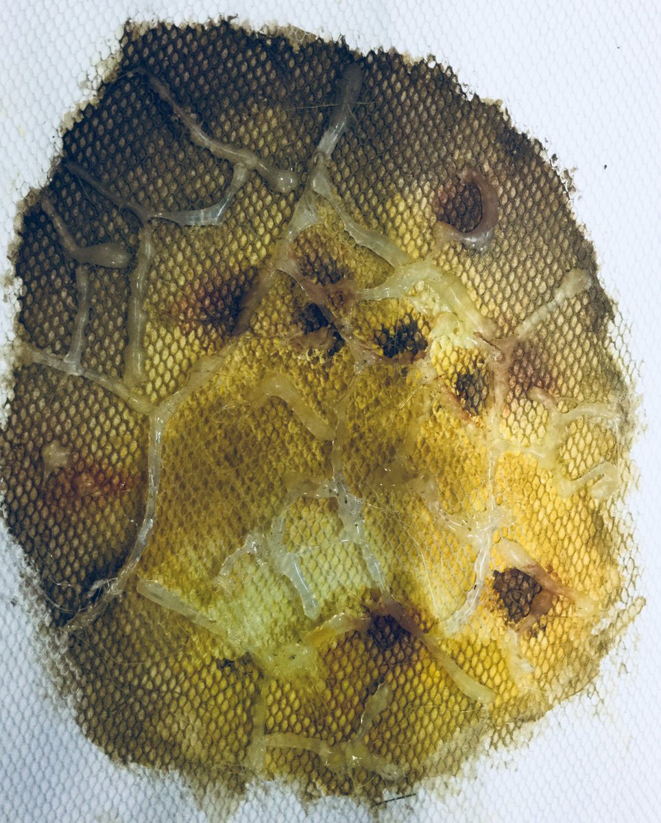 NewHall3Ddesign's tweet photo. Henry’s experiments looking at cells. Perfect for #BiologyWeek It will be interesting to see how these develop into a #3D installation #BSiL https://t.co/YoNovVPIC3
