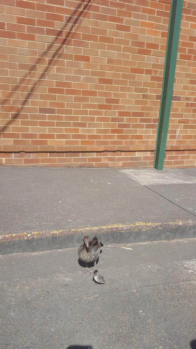mazuohk's tweet photo. Some cute visitors at Sherwood! @Sherwood_Grange #2K2017 https://t.co/pGILwOB1G1