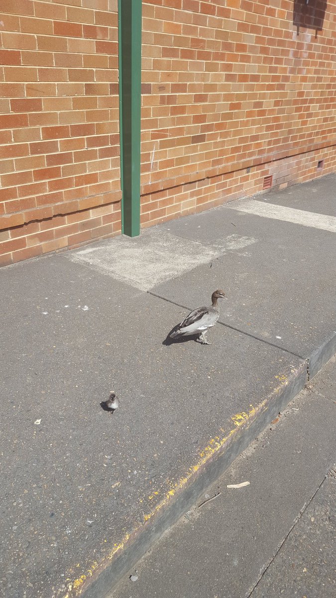 mazuohk's tweet photo. Some cute visitors at Sherwood! @Sherwood_Grange #2K2017 https://t.co/pGILwOB1G1