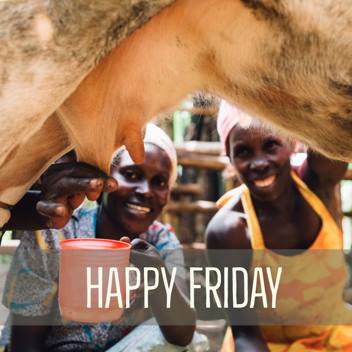 KidsClubKampala's tweet photo. Happy Friday from underneath a cow! #neversaidthatbefore #firsttimeforeverything #FF https://t.co/YhLbfeRwIa