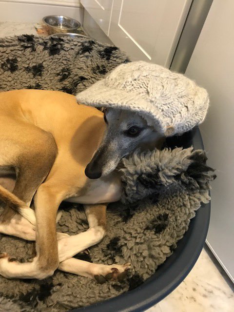MonPrepSchool's tweet photo. Stanley, however, is not expecting such good weather. #boardinghousedogs @BBCCiN @BBCCountryfile https://t.co/AVMjmjTJcm