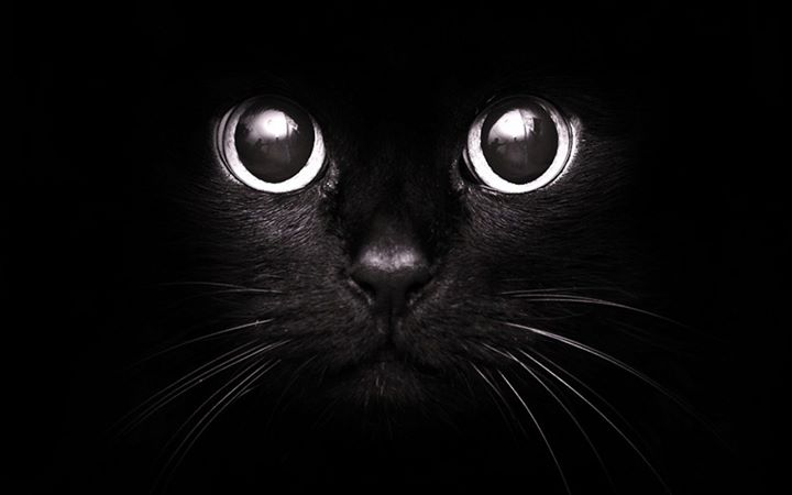 MichaelPooleTS's tweet image. We're keeping our fingers crossed for anyone moving house today. Hope you don't spot any black cats! #FridayThe13th