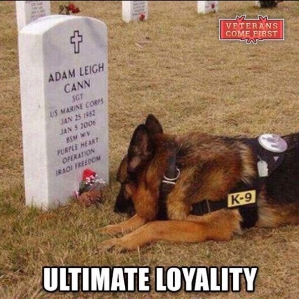 StanBrotherUSMC's tweet photo. Not all Heroes are Human #SupportOurTroop #DogsofTwitter #DogsofWars #Veterans https://t.co/6vaQ4TMYmr