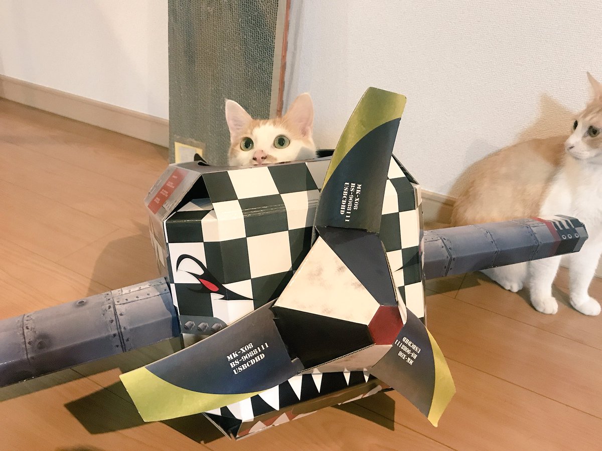 あつし 猫 可愛すぎる 拡散してくださいあの大空へ あつし 猫 可愛すぎる 拡散してくださいあの大空へ