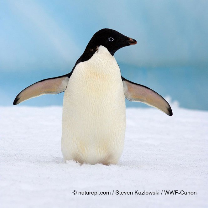 WWF's tweet photo. Shocked to hear about the "catastrophic breeding event" suffered by a colony of Adélie #penguins in #Antarctica 🐧
https://t.co/xY7F9VmByh https://t.co/p0QxwyZEnZ