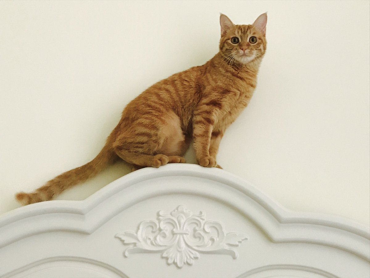 ChouCode's tweet image. Talk is cheap, show me your cat!