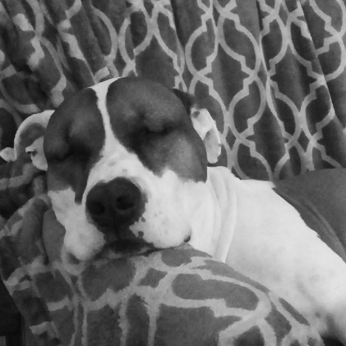 lilschizo89's tweet photo. 7 days, 7 black and white photos. No people, no explanations. (6/7) #photography #blackandwhitephotography https://t.co/acYiv4pgtg