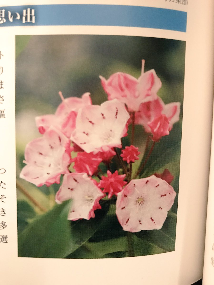 いろはす 流星の誕生花畑はカルミアという とても綺麗な花でした 花言葉は 神秘的な思い出 目立つ存在で あたりがパッと華やぐ雰囲気 当たってる 大西流星 関ジュ 花言葉 いろはす 流星の誕生花畑はカルミアという とても綺麗な花でした 花言葉は 神秘的な思い出 目立つ存在で あたりがパッと華やぐ雰囲気 当たってる 大西流星 関ジュ 花言葉
