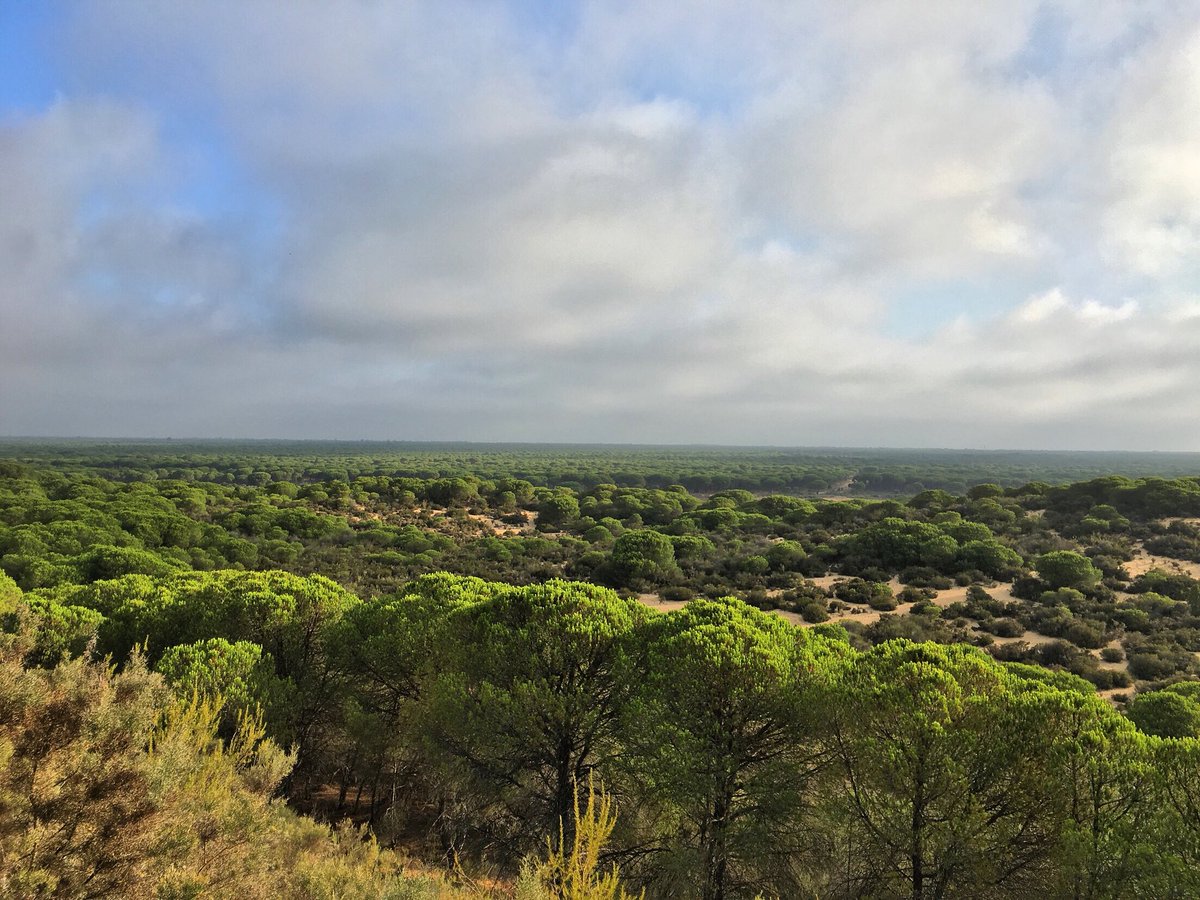 ViajeraWellness's tweet photo. Parque Nacional #Doñana explorando #Andalucia #Huelva #viajerawellness #trekking https://t.co/IXmGJKXaSs