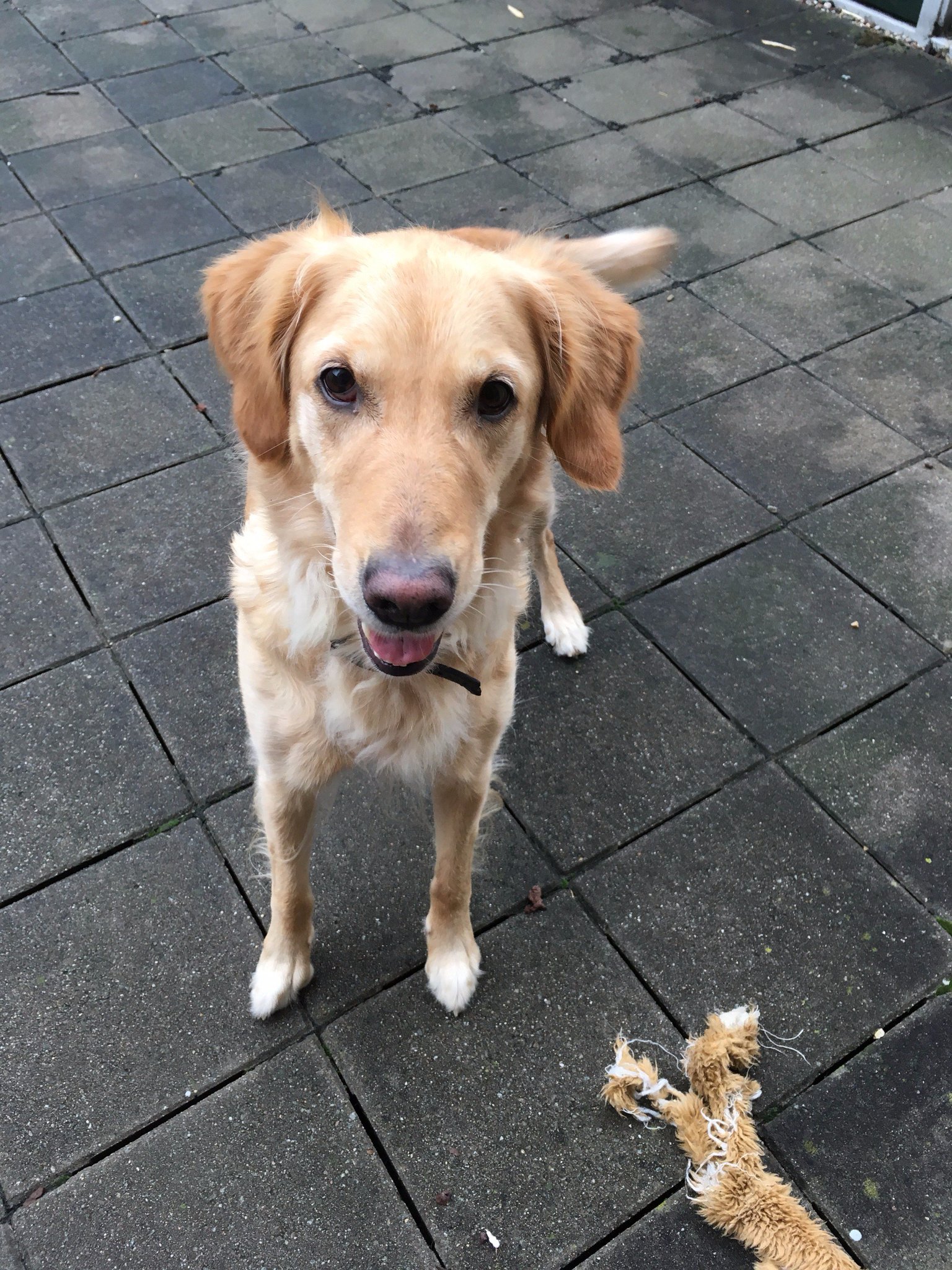 Blonde flat top coated retriever