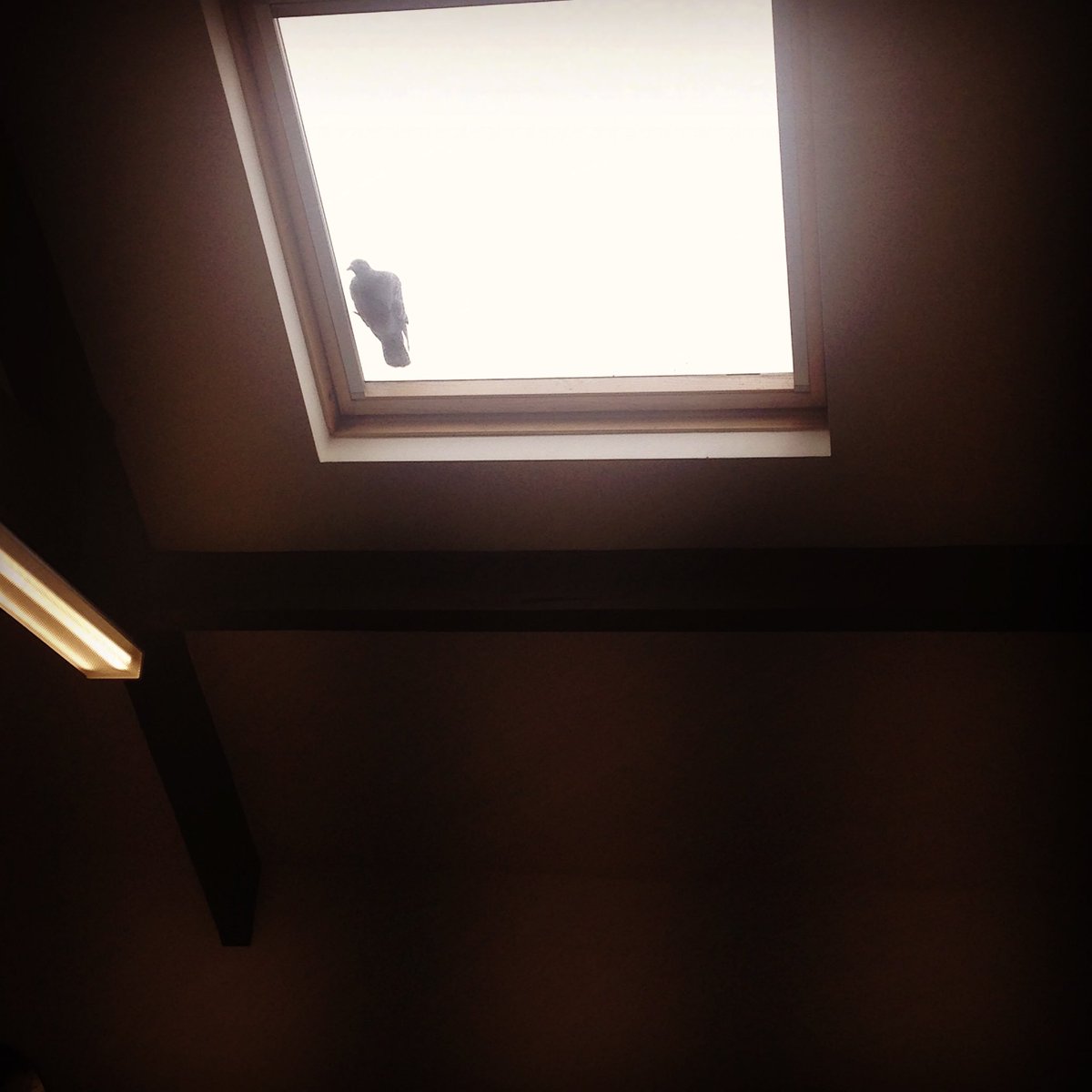 Pigeon trying to break into the Hub office again! #persistent #officeentertainment