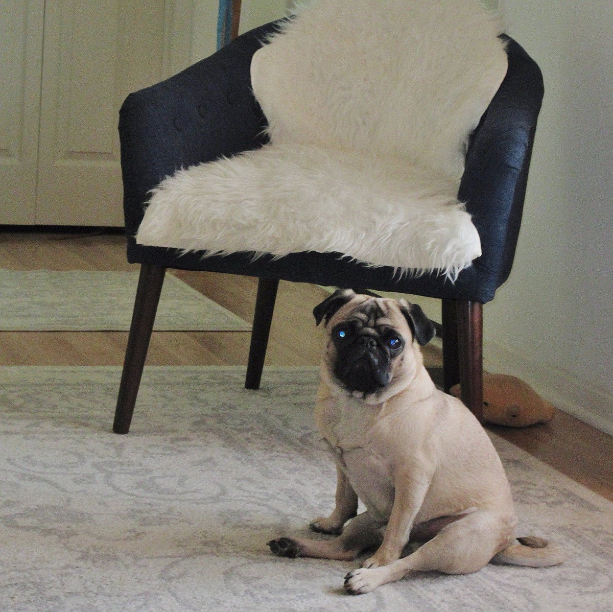 LiamWonderPug's tweet photo. Yesterday was Jack'son's Gotcha Day. Oh well, he'll have to celebrate today since mom can't come see Me!
#youcanthavemy🍦 #thebosswillbeback https://t.co/mfwXdfDBcG