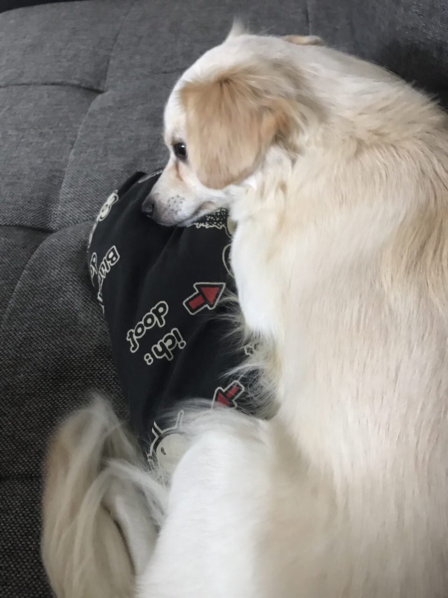 Flaxxas's tweet photo. Gomi hat entschieden, dass sie heute doof ist. #ichdoof https://t.co/miRCzzMYai