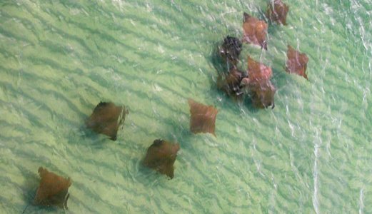 SharkAdvocates's tweet image. #EEA2017 Public service announcement: Chesapeake Cownose Rays have been exonerated (interim blame had bad effect) blogs.discovermagazine.com/science-sushi/…