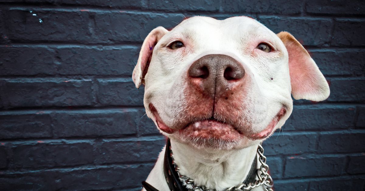 OfficialJoelF's tweet photo. Two non-profits are suing to end the 28-year-old ban on pit bulls in Miami-Dade https://t.co/uezUT2Lh0L