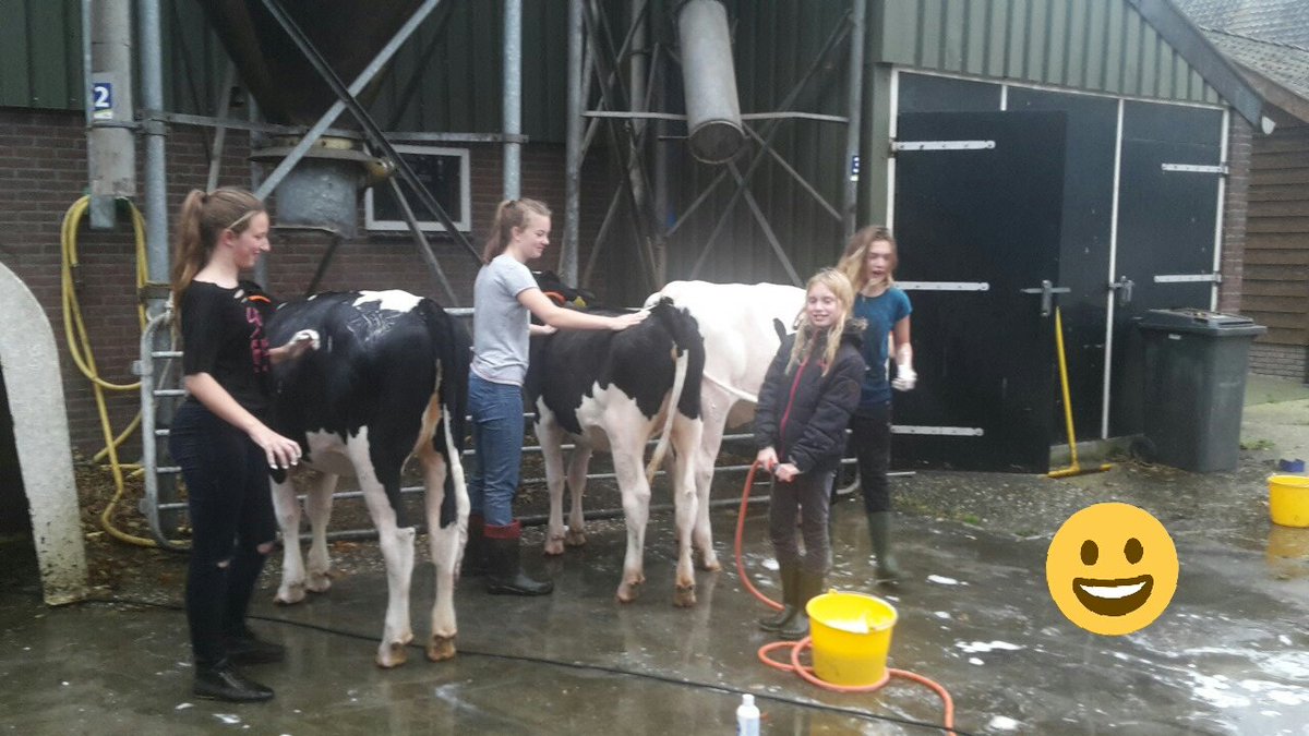 JeanetBrandsma's tweet photo. Morgen #kalverkeuring in Luttenberg. Vandaag de voorbereidingen. Het wassen van de kalfjes. #zinin #gezelligmetdemeiden #jvcOverijssel https://t.co/N3fs7FQRzL