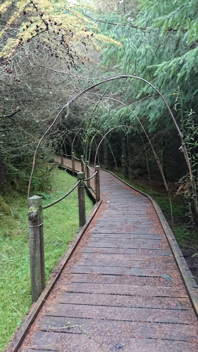 AdvCarrick's tweet photo. #fascinatingforest in the making. https://t.co/DhRMuFfQAx