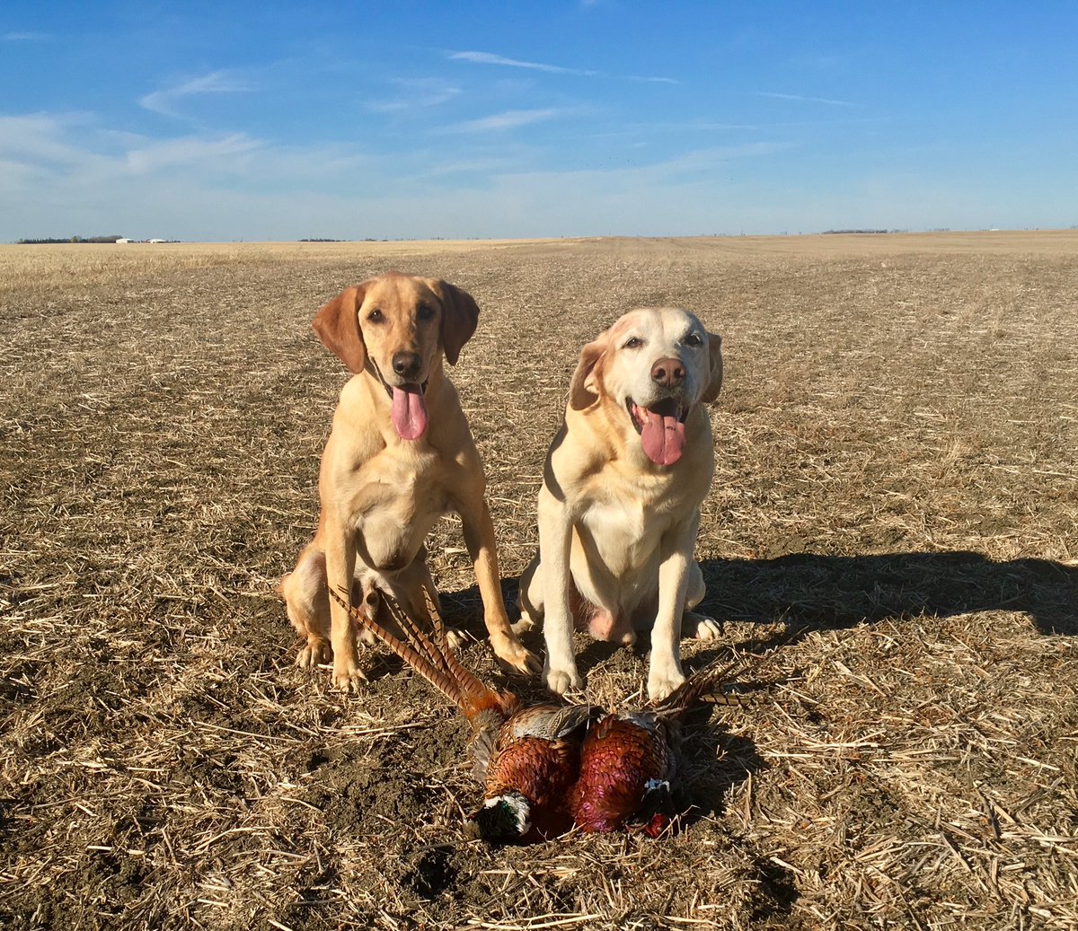 AjweldonAndrew's tweet photo. 2 #pheasant early starting the day off right #Labrador #retriever #huntingseason #birds https://t.co/a9SgKa9wMK
