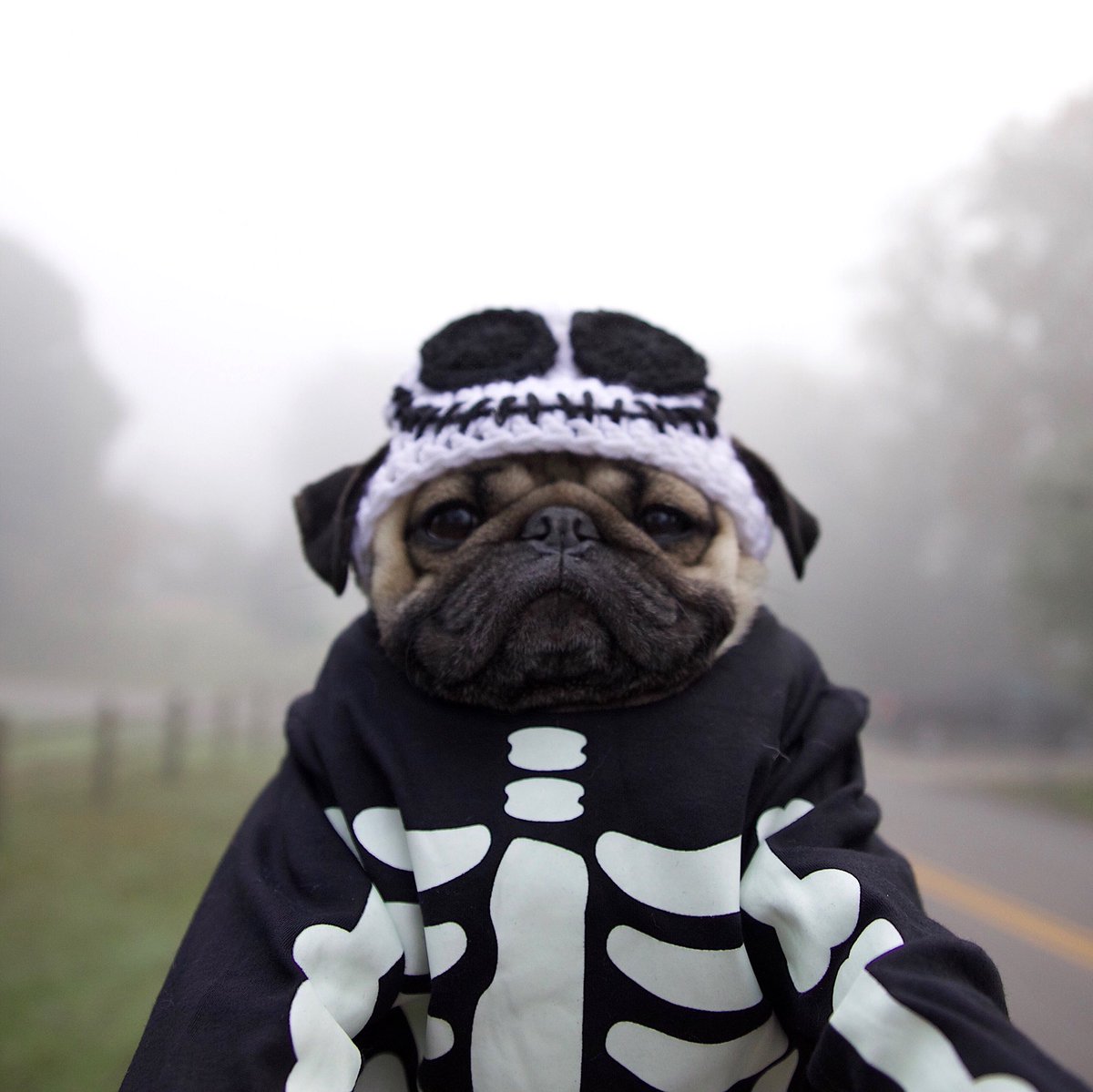 itsdougthepug's tweet photo. It’s Puggy the 13th! ☠️ https://t.co/St7rILyYAO
