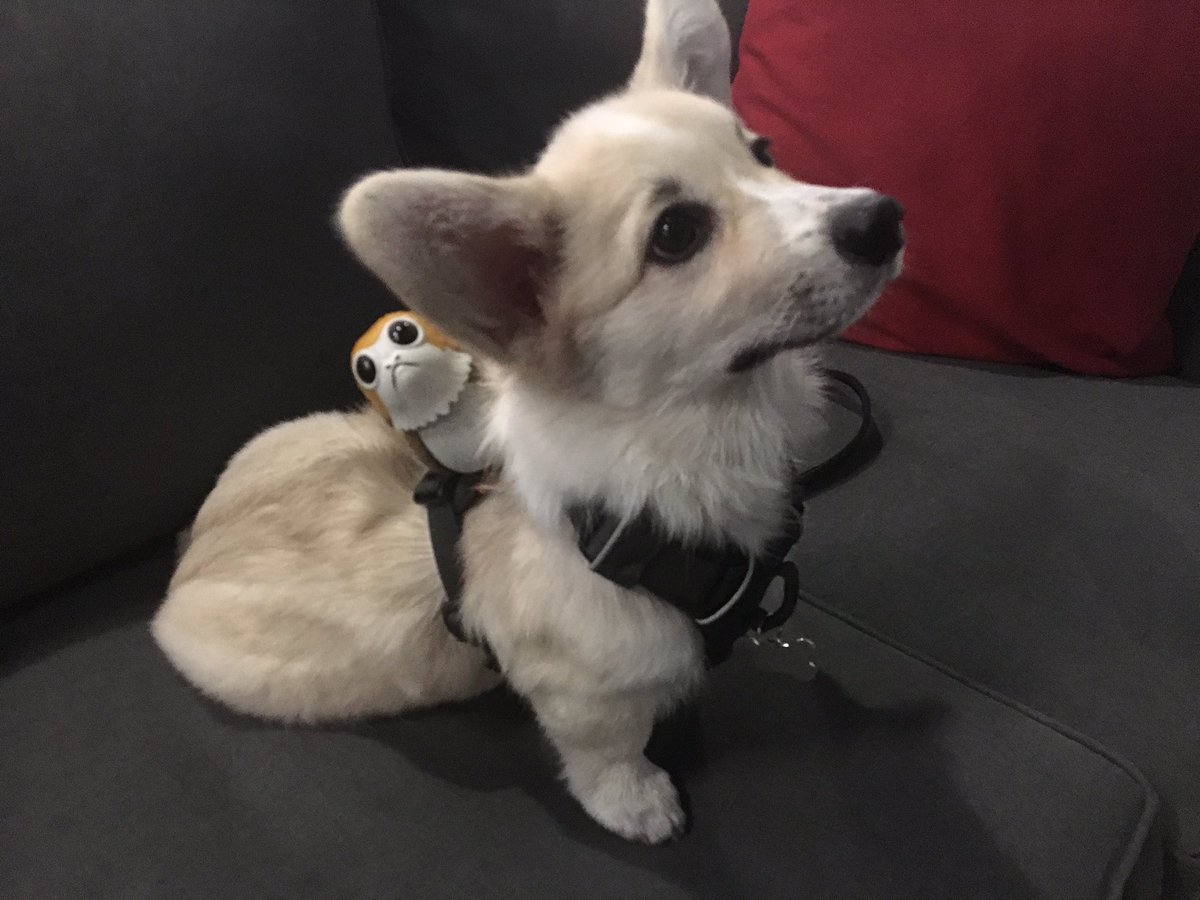 nerdist's tweet photo. Happy Friday! ICYMI, you may have heard of Elf on a Shelf... why not start off your Friday with a Porg on a Corg? 🐶 TGIF! 🎉 @starwars https://t.co/BcJq3lX2US