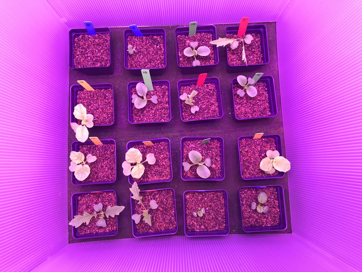 Week two of <a href="/GrowBeyondEarth/">Growing Beyond EarthⓇ</a> plants are growing nicely here at HML!