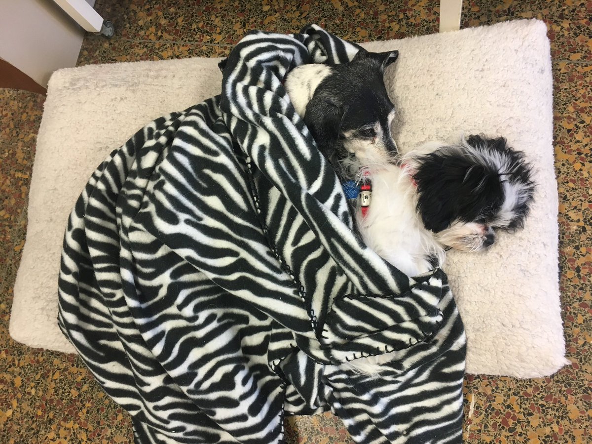 Bayou_Bark's tweet photo. #Puppy #Nap time. Life is so #ruff at #CrittersSpa https://t.co/rpgJuP5wV3