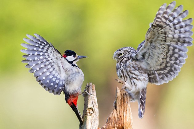 apicsvideos's tweet photo. A Little Owl defends its feeding position from a Great spotted woodpecker https://t.co/lECz5cJx2J