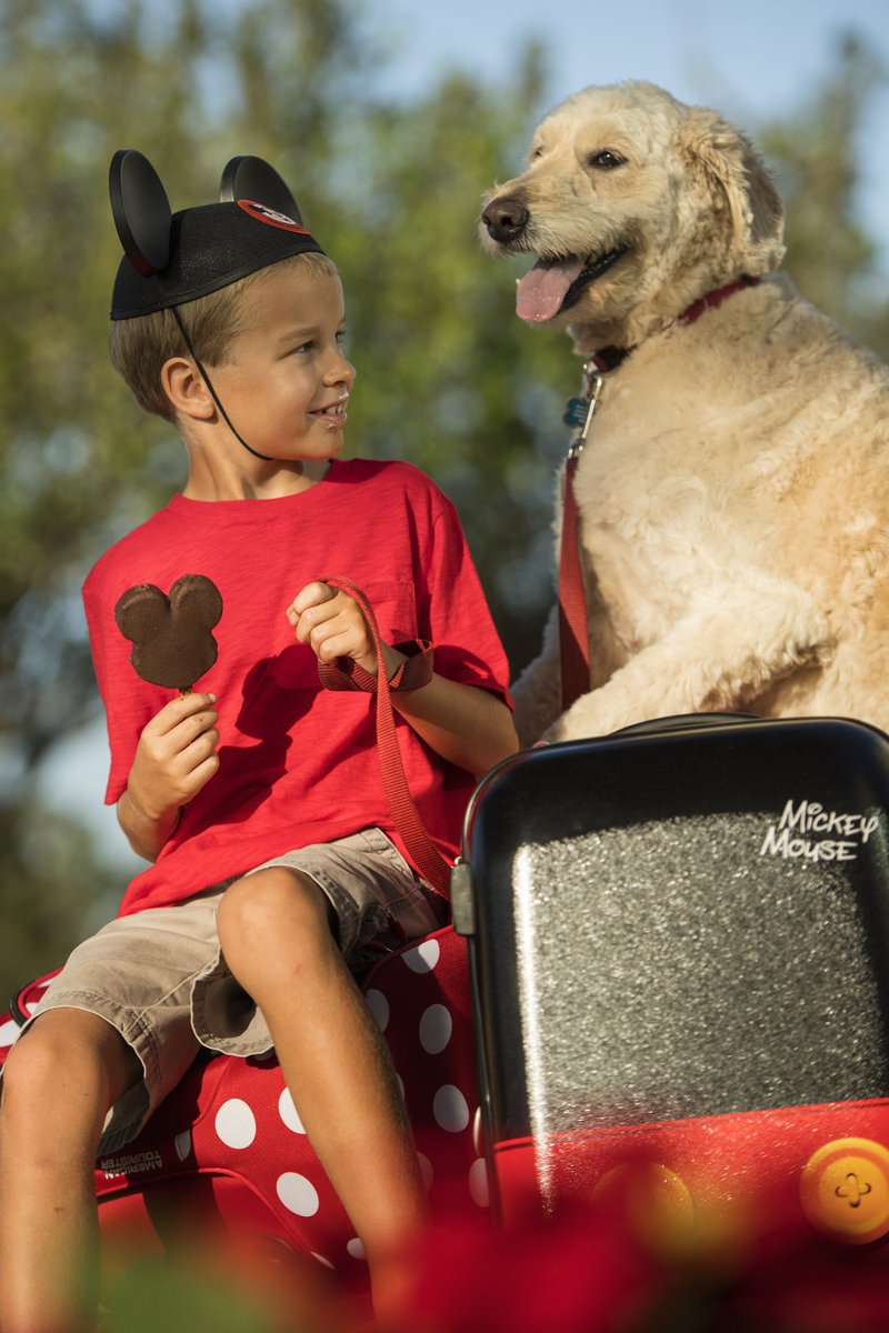 DisneyParks's tweet image. Beginning Oct. 15, Walt Disney World will welcome guests – and their dogs – to four of its resort properties! More: bit.ly/2yHIoTi