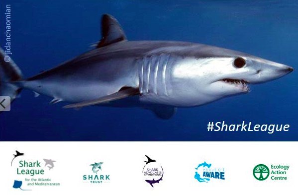 SharkAdvocates's tweet photo. ONG exigen prohibir de forma inmediata y total la pesca del tiburón mako o marrajo en el Atlántico #SharkLeague https://t.co/fxr8d41E3X https://t.co/jUDpDbS1Gb