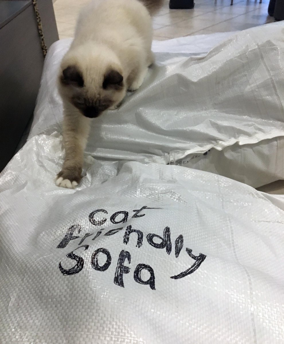 CatFriendlySofa's tweet photo. Every year we save hundreds of sofas #makeitcatproof #sofacover #protectyourcouch #sofaprotection #mycatscratches #siamese https://t.co/kTFT1WslVo