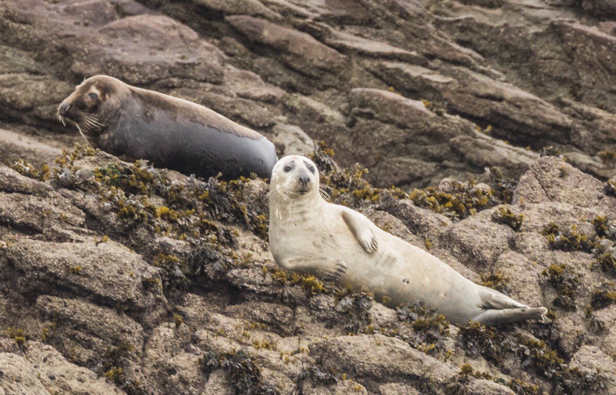 AlderneyWT's tweet photo. Some amazing photos from our last #seal #survey for this year! Both pups from this year we think πβ΅οΈπ₯ https://t.co/Ay2y4V3vvP