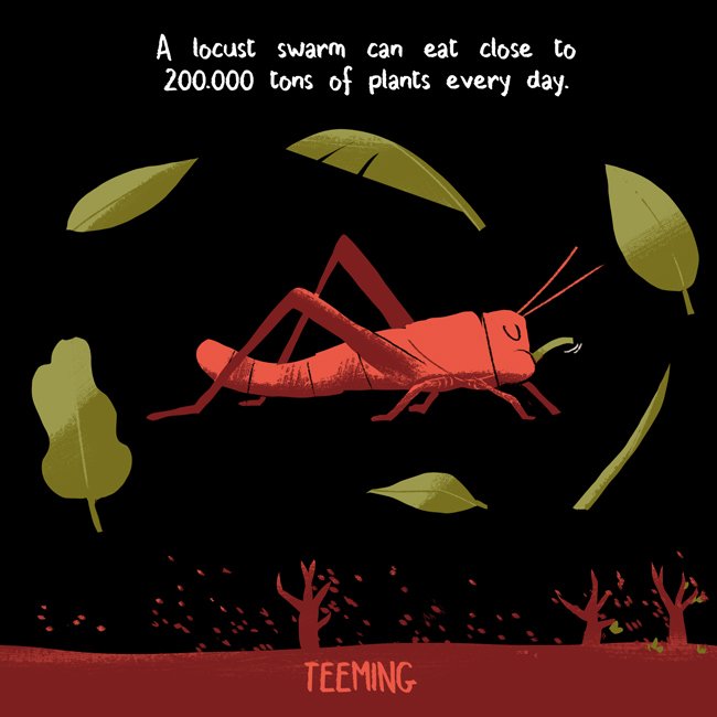 JimJourdane's tweet photo. DAY 13: TEEMING #Funfactober #Inktober #Scicomm 🌿🦗
Illustration: @JimJourdane
Text: @Emma_Hollen https://t.co/IP6h2R8hVa
